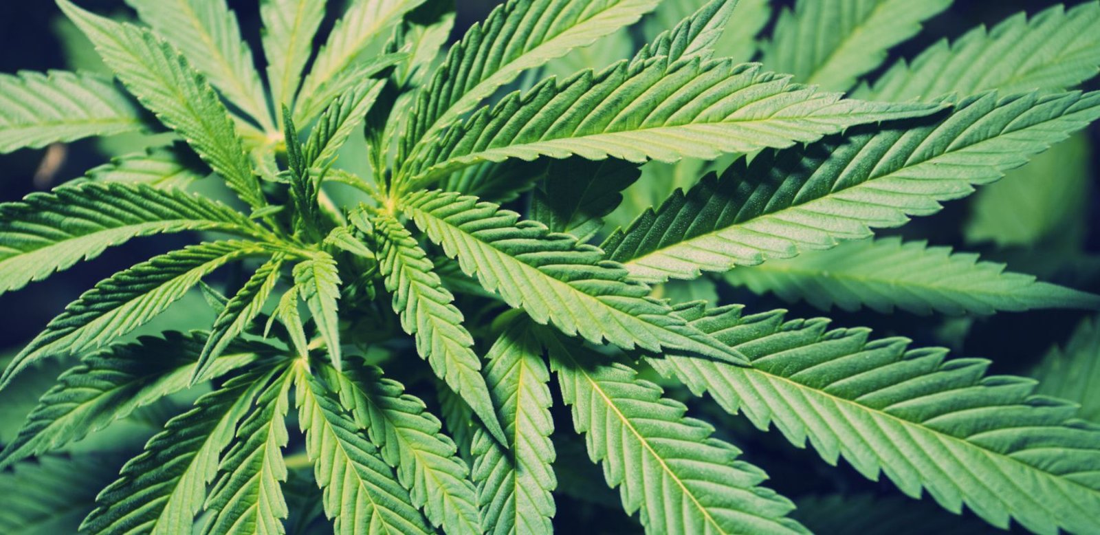 Top 7 Weed-Friendly Destinations in the U.S. - Fabplaces.com